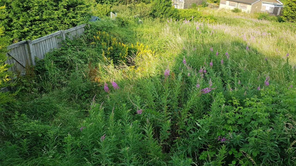 Garden transformation - the before image. Vancano's allotment in July 2019